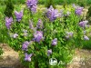 Alyva paprastoji ,Michel Buchner' (lot. Syringa vulgaris) Alyva paprastoji ,Michel Buchner' (lot. Syringa vulgaris)